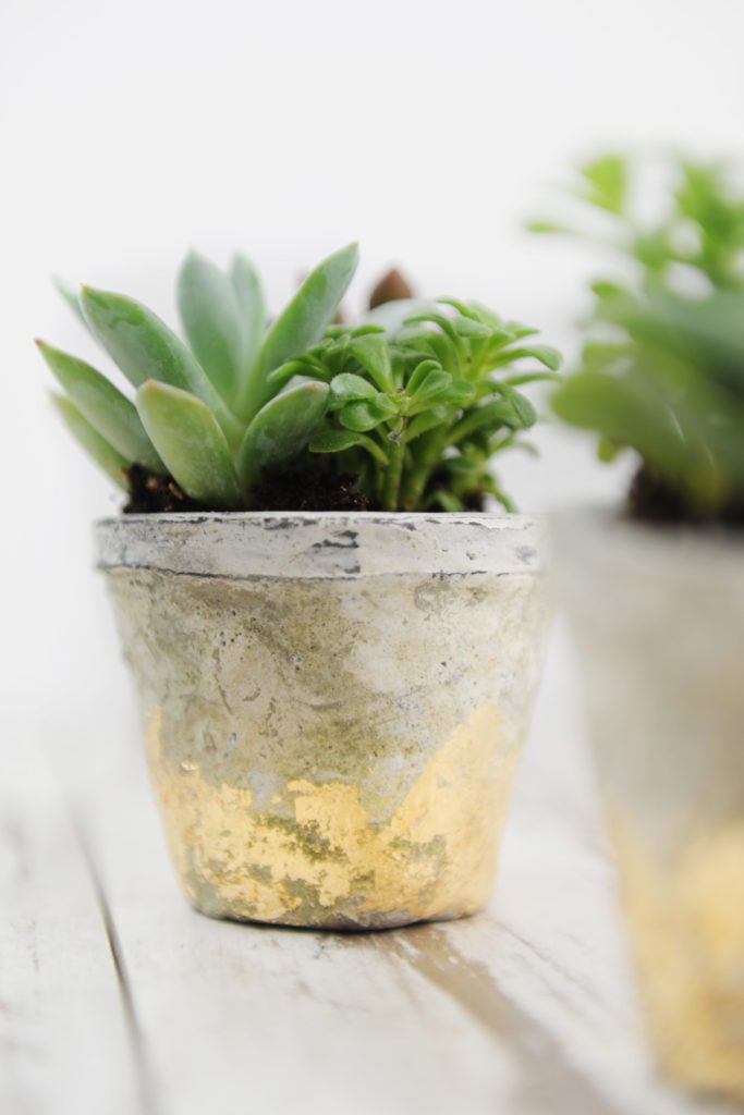 diy succulent pots