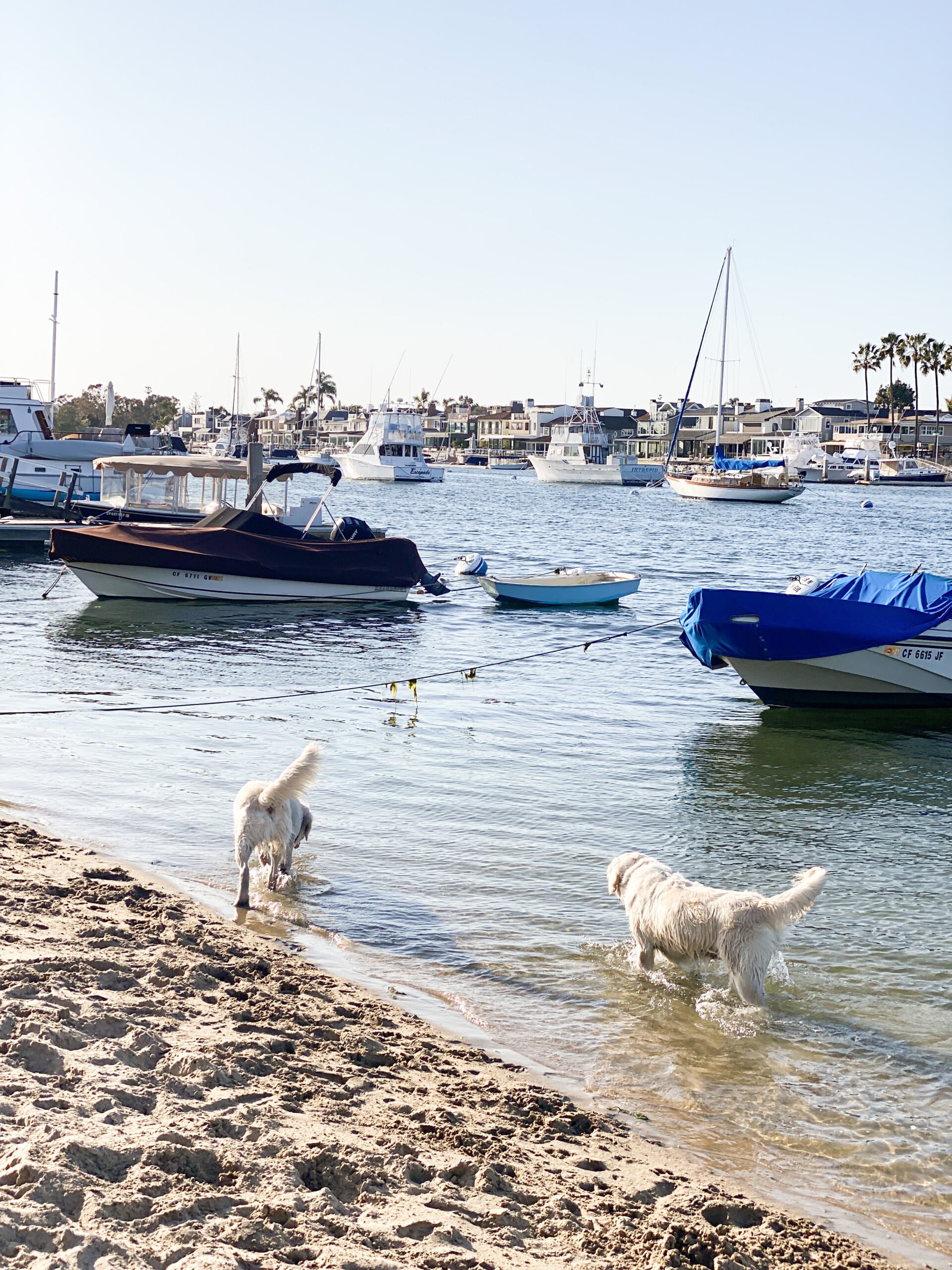 balboa island