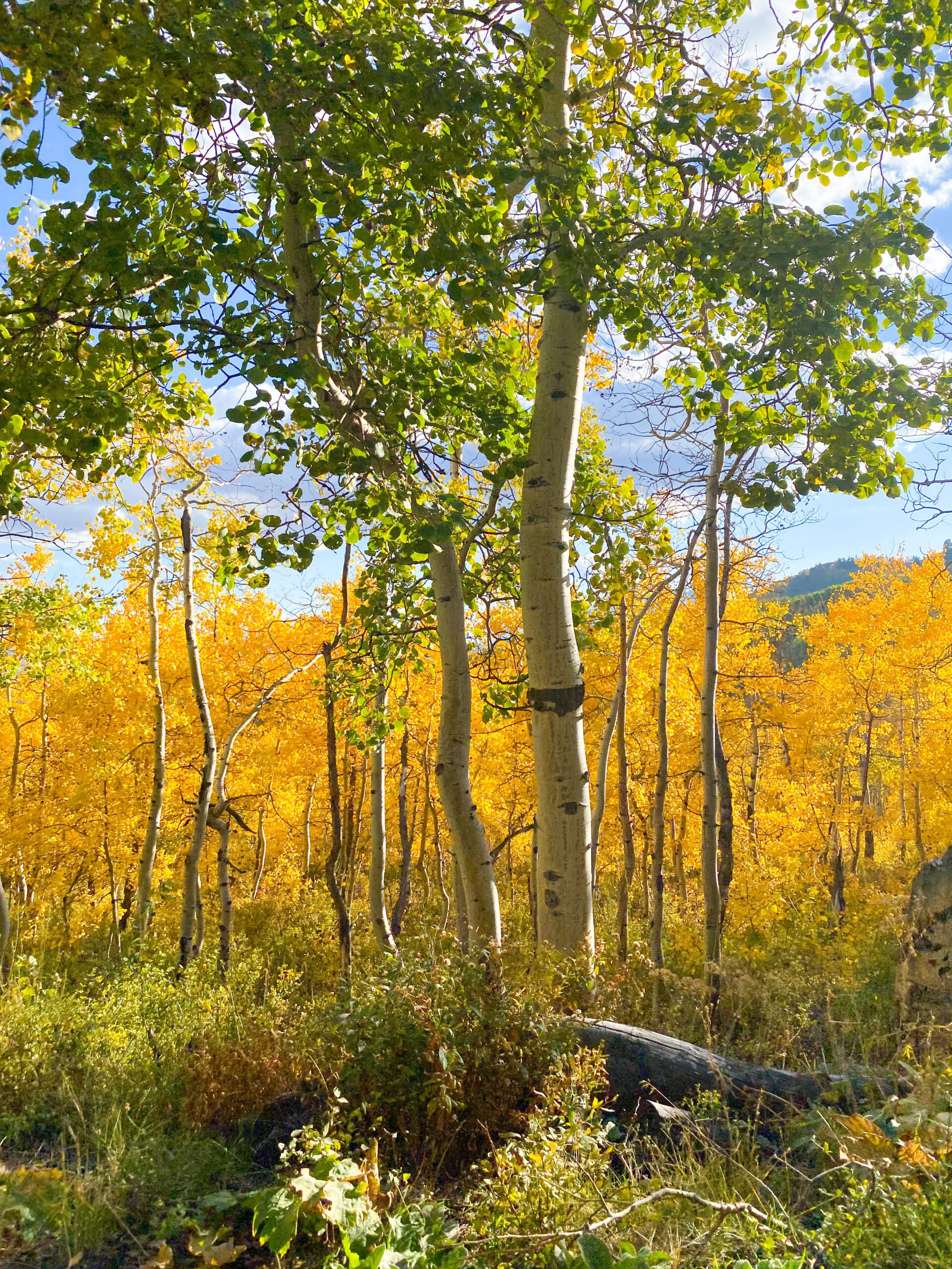 fall leaves in Utah