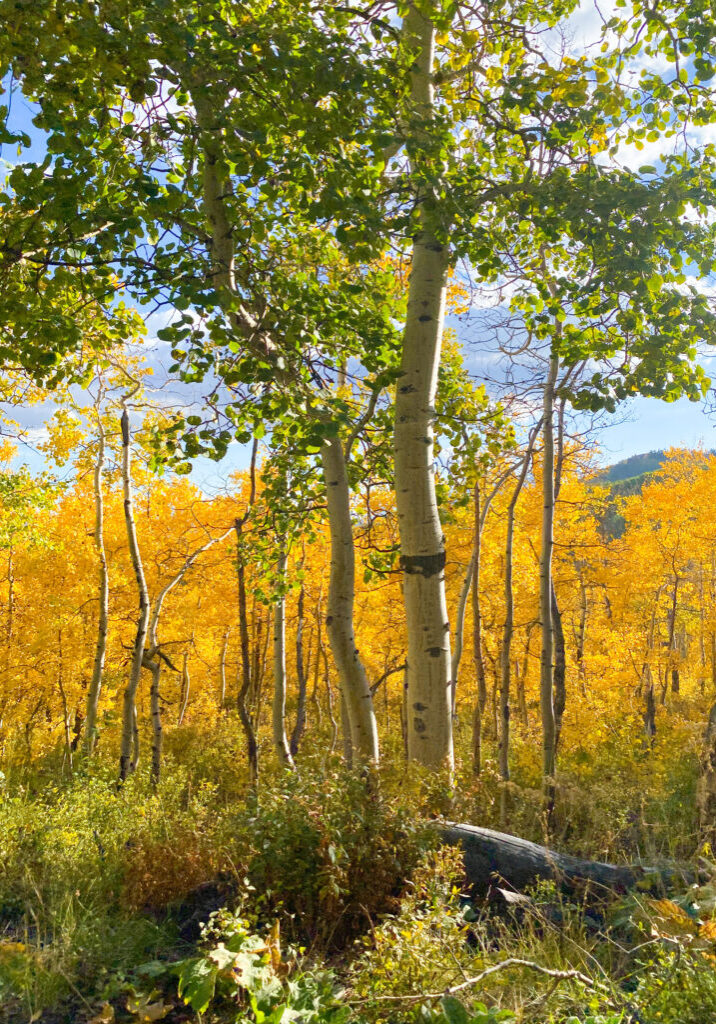 fall leaves in Utah