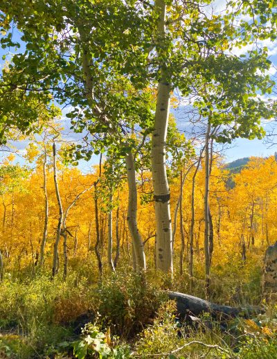 fall leaves in Utah