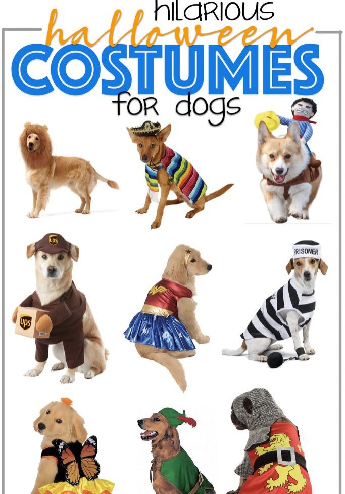 Featured hilarious halloween costumes for dogs