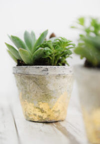 Gold pots 9