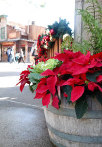 Knotts 4